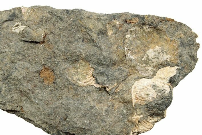 Pennsylvanian Fossil Brachiopod Plate - Kentucky #224690